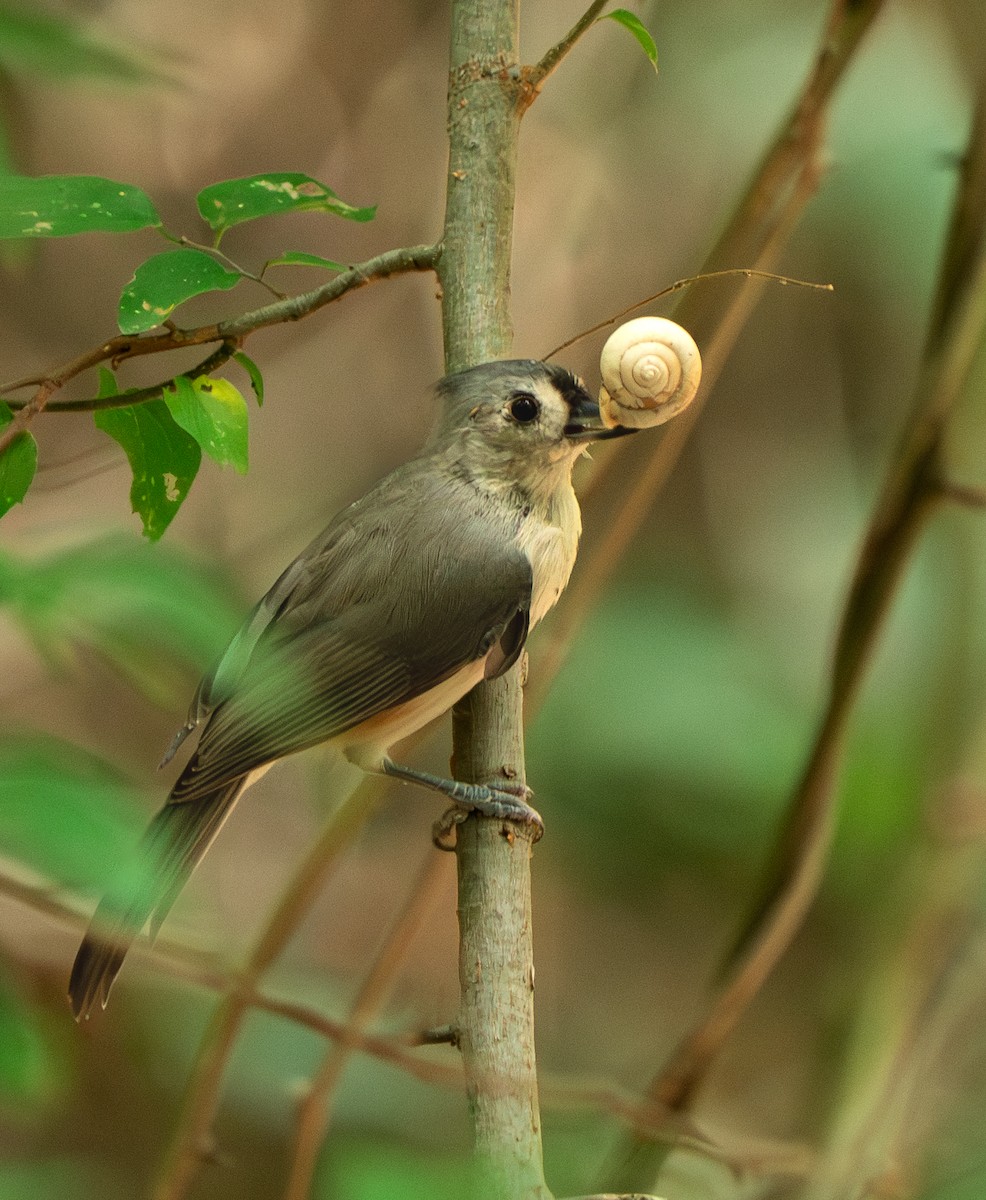Tufted Titmouse - ML622756803