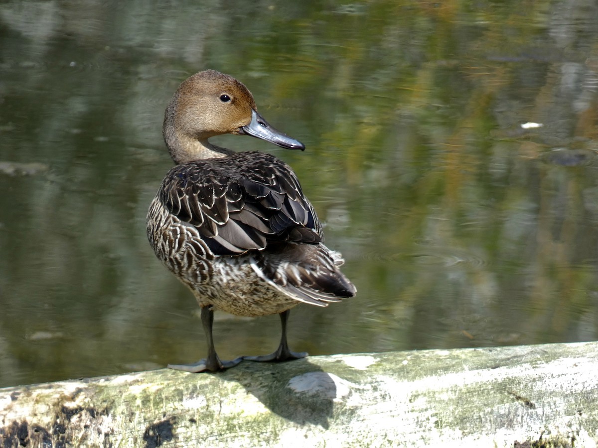 ostralka štíhlá - ML622756804