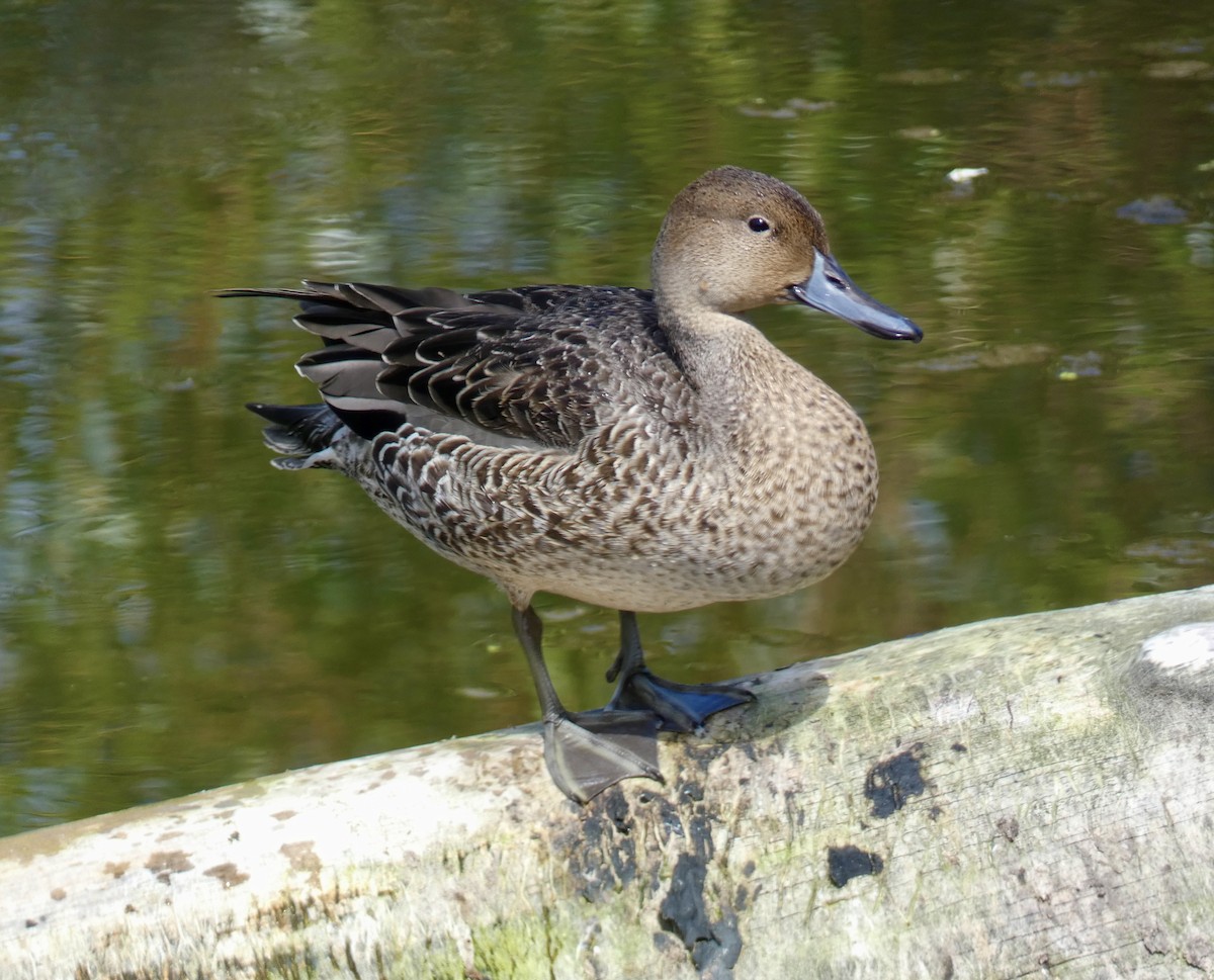 Northern Pintail - ML622756805