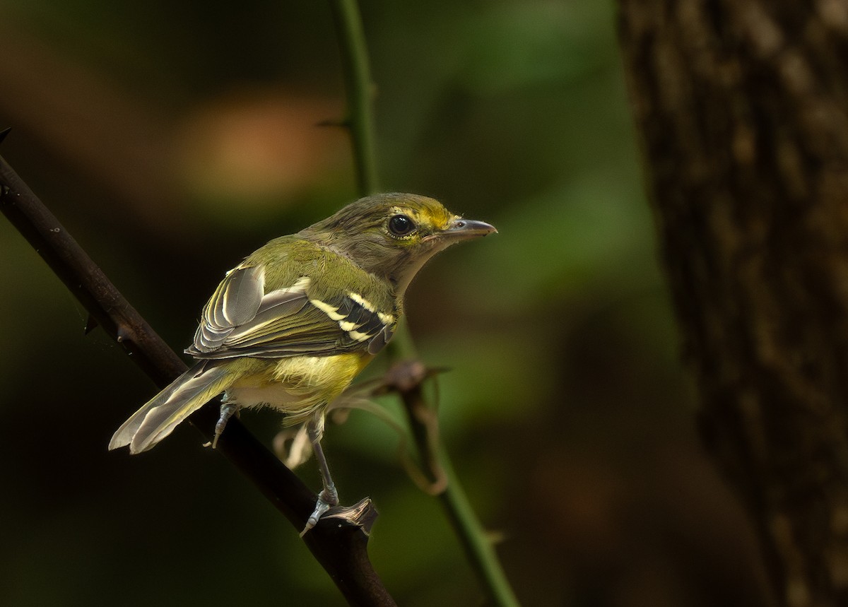 White-eyed Vireo - ML622756819