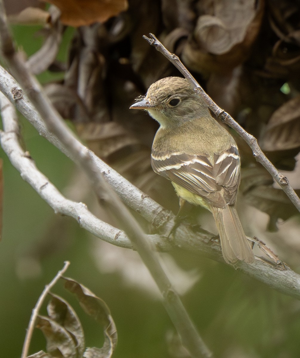 Alder/Willow Flycatcher (Traill's Flycatcher) - ML622756824