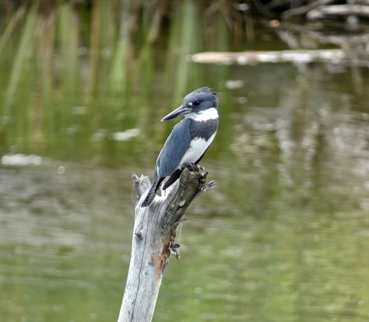 Belted Kingfisher - ML622756830