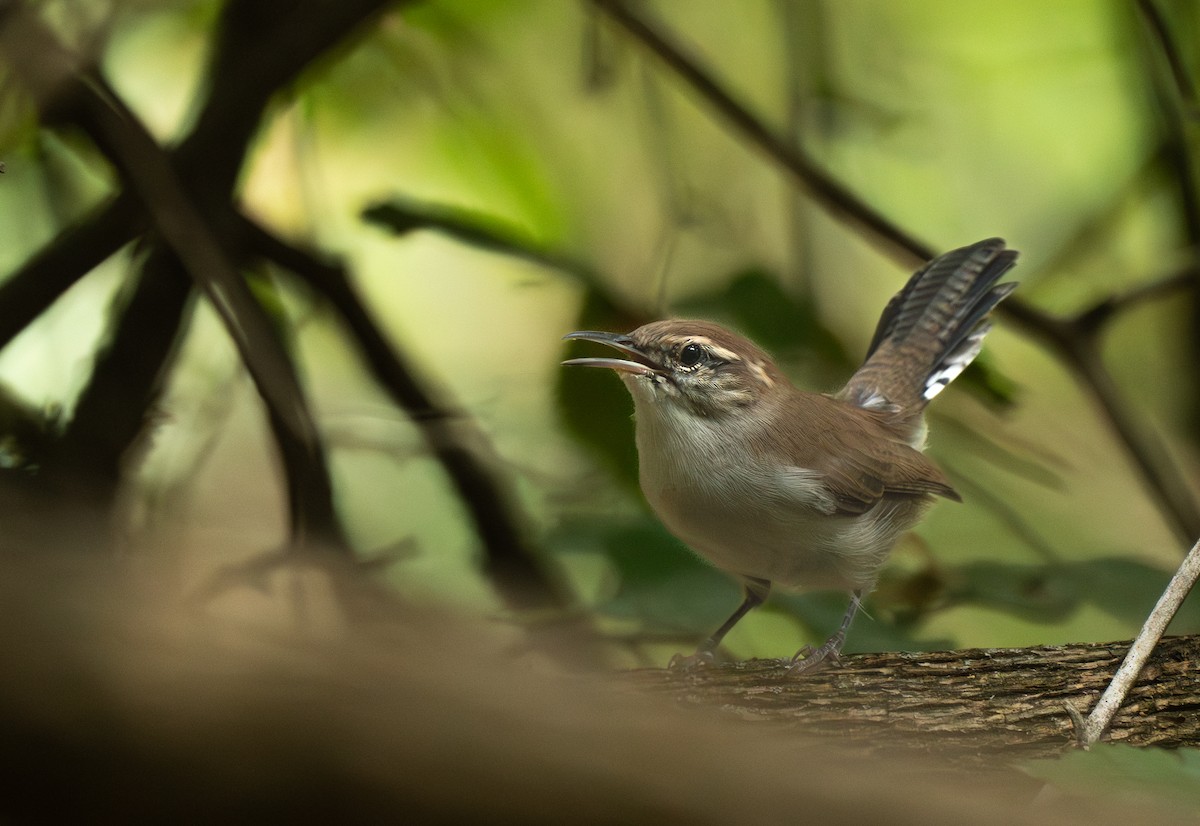 Bewick's Wren - ML622756831