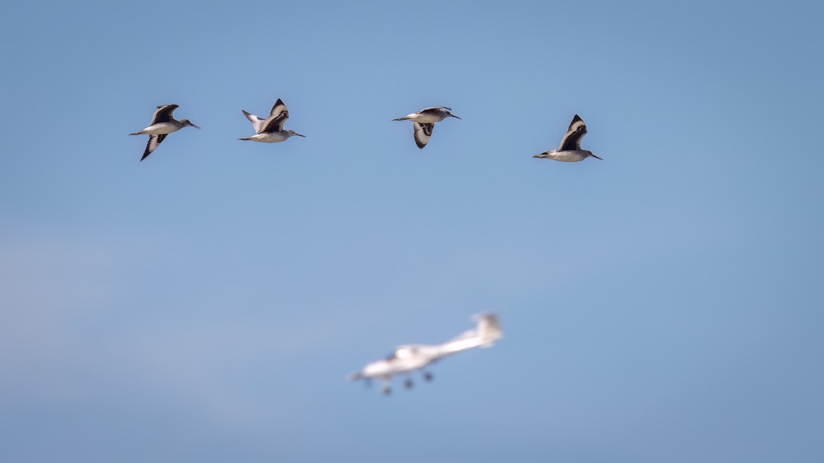 Willet - Mason Prokop