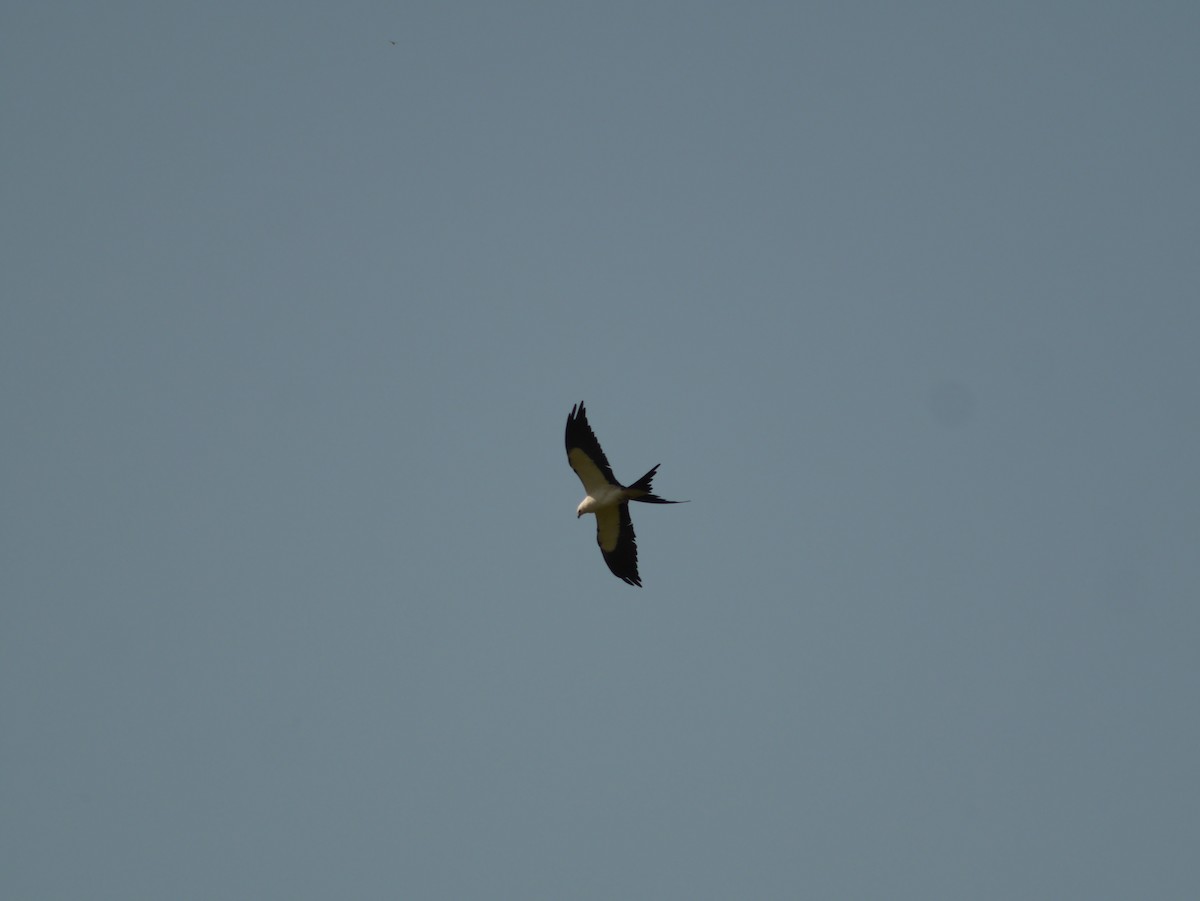 Swallow-tailed Kite - ML622756852