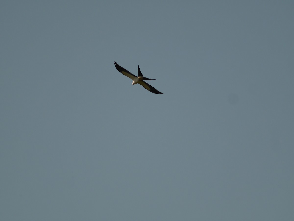 Swallow-tailed Kite - ML622756857