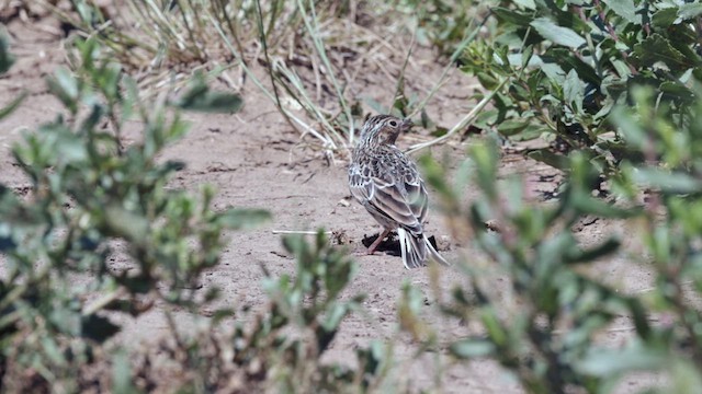 Chestnut-collared Longspur - ML622756860