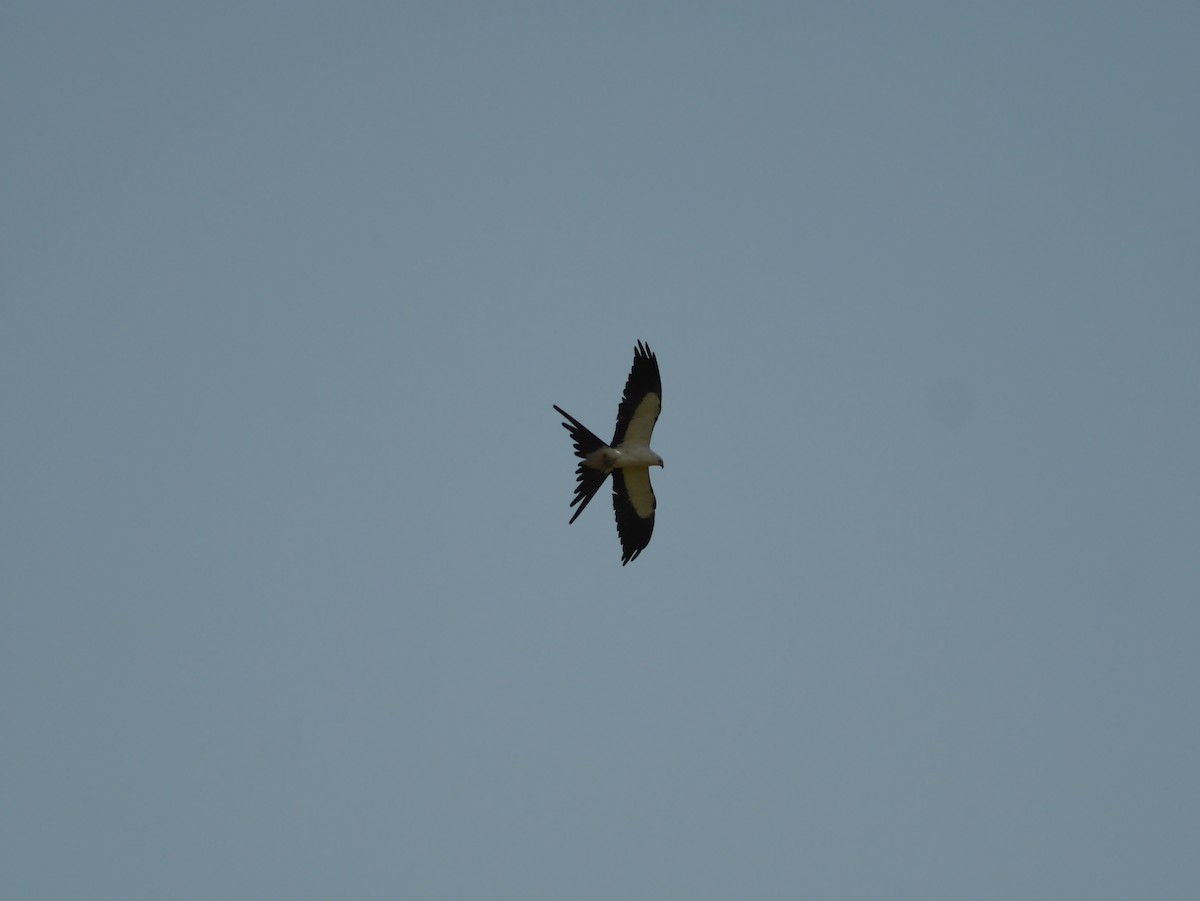 Swallow-tailed Kite - ML622756862