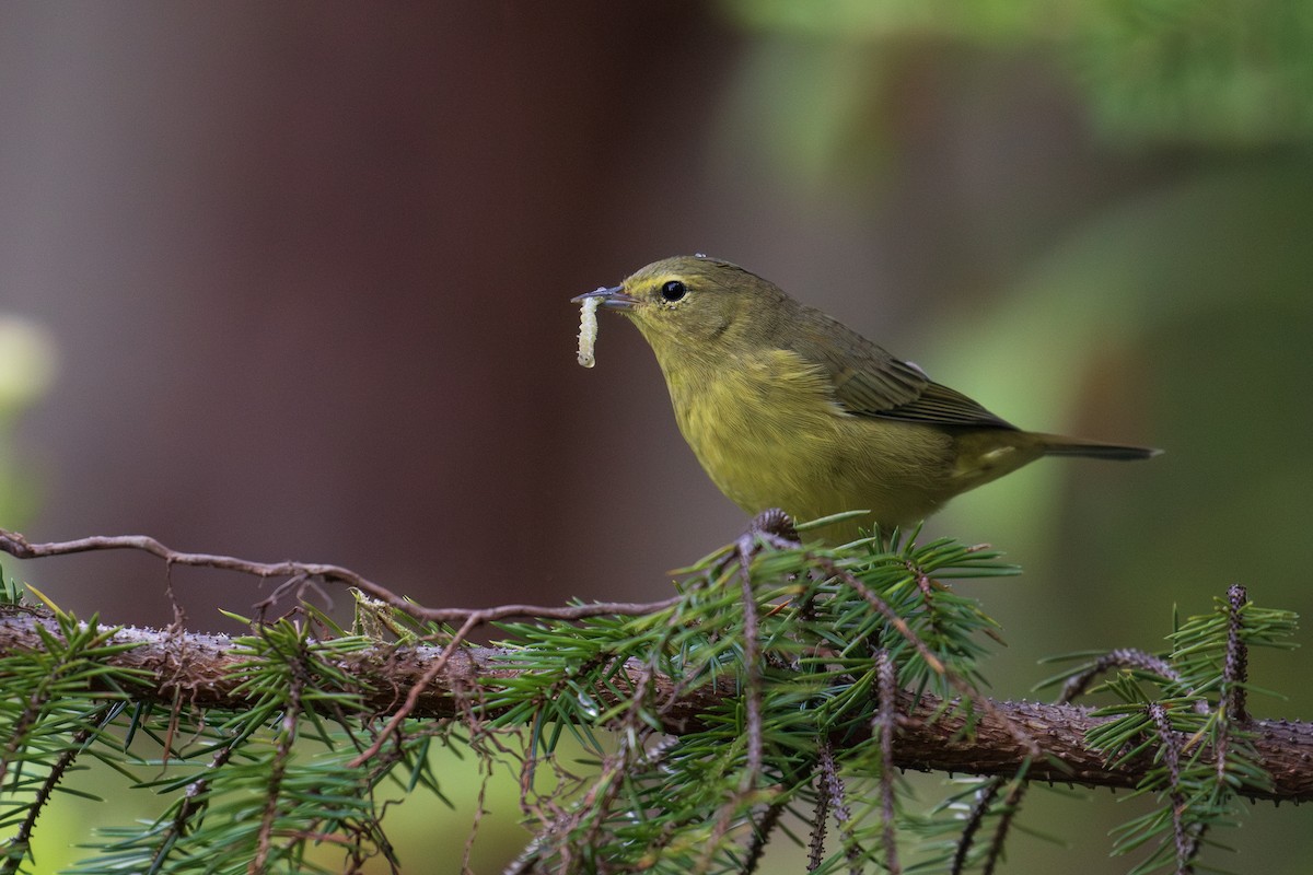 Orange-crowned Warbler - ML622756865