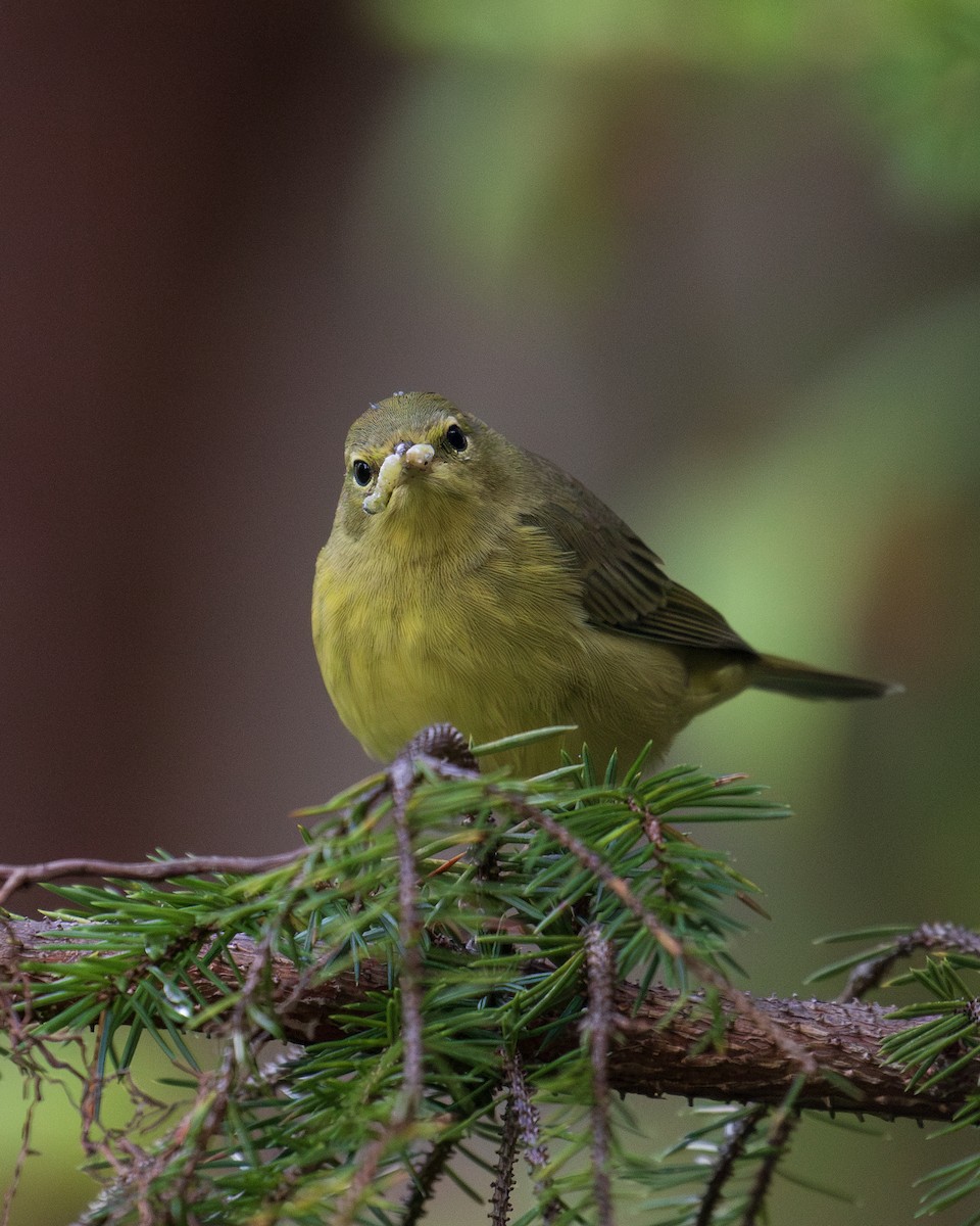 Orange-crowned Warbler - ML622756866
