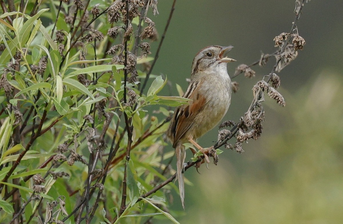 Swamp Sparrow - Rob Crawford