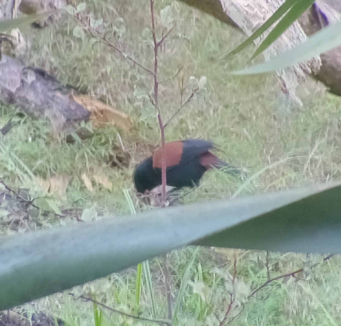 North Island Saddleback - ML622756909