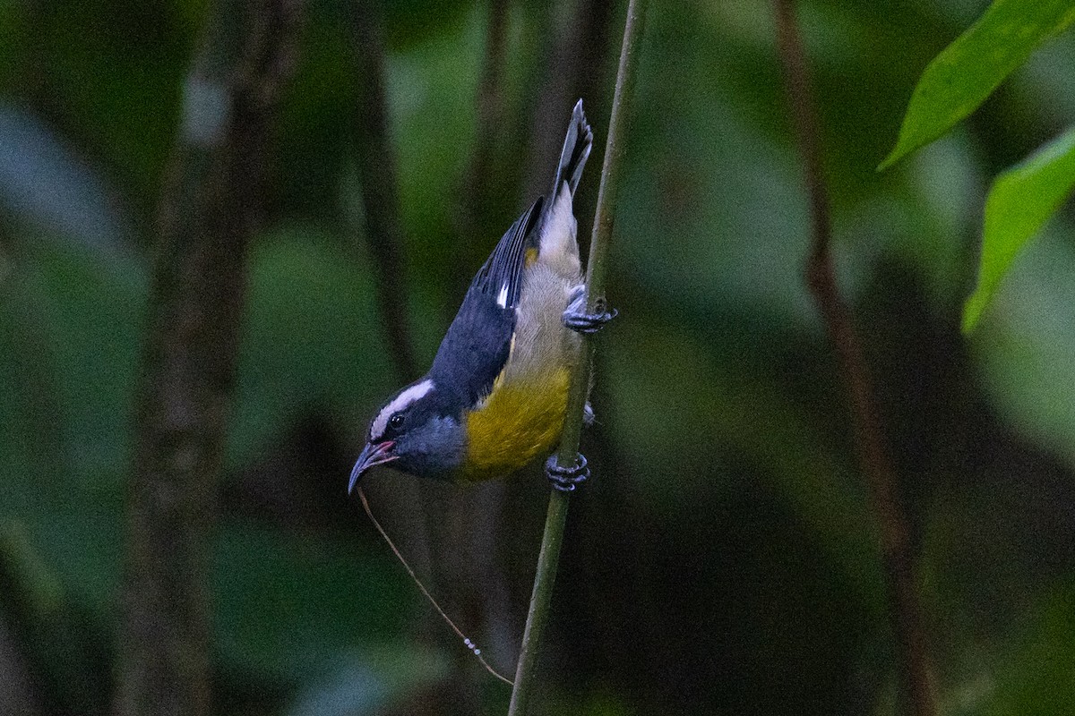 Bananaquit (Puerto Rico) - Jacob Miranda