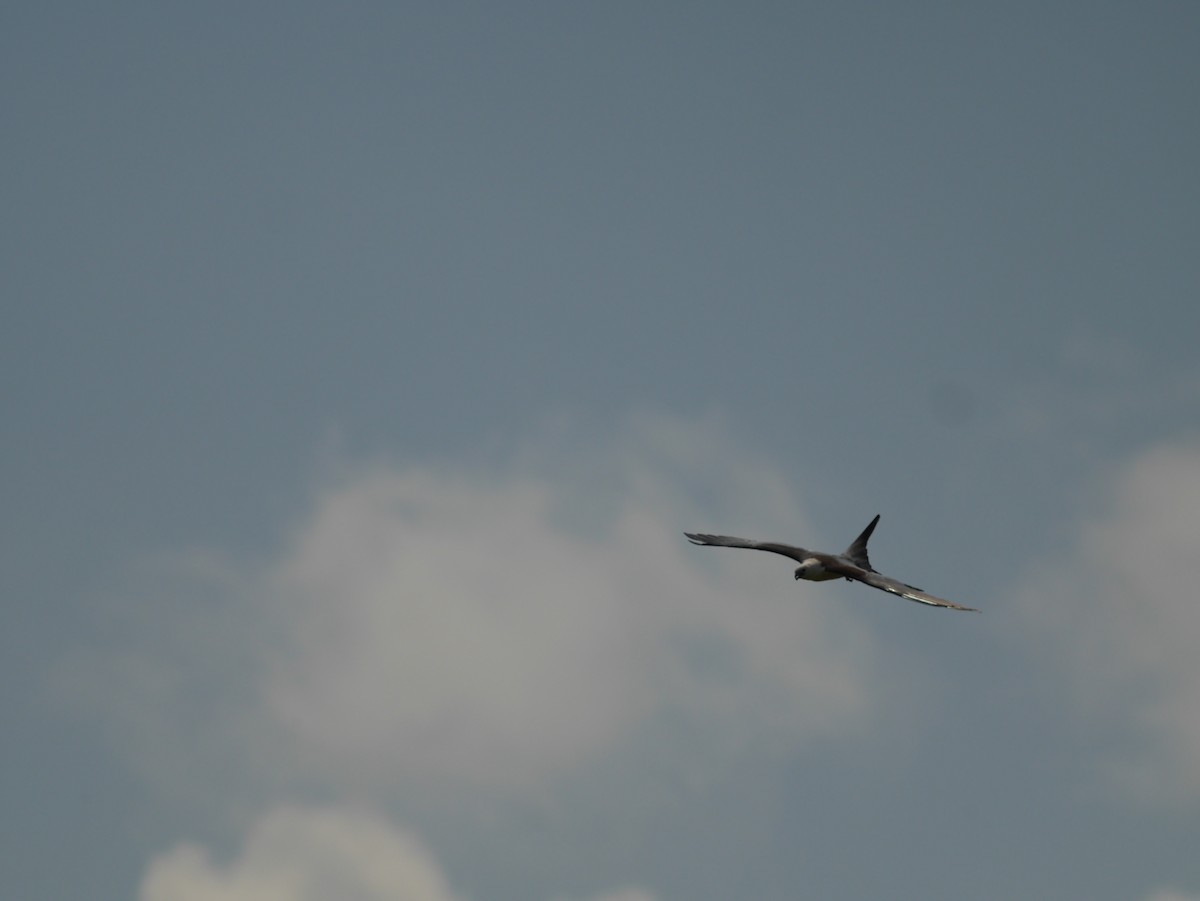 Swallow-tailed Kite - ML622756930