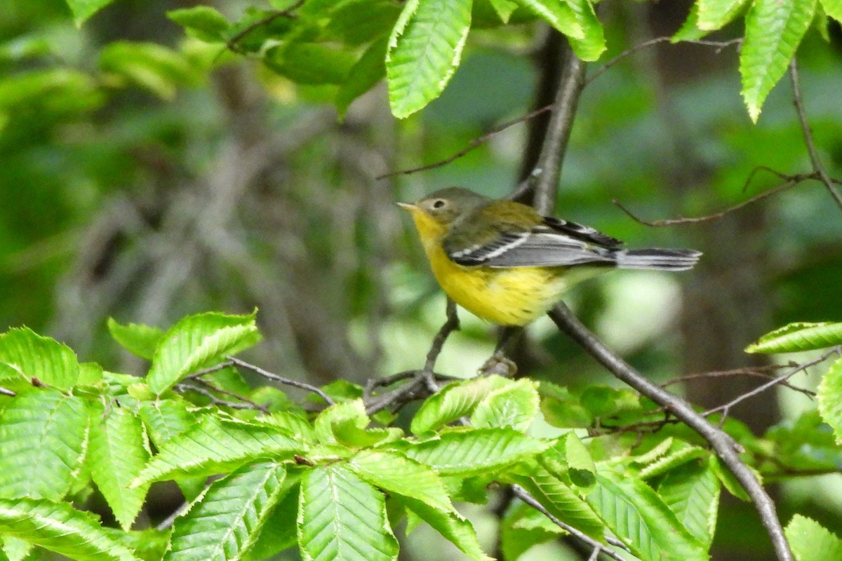 Magnolia Warbler - James Scott