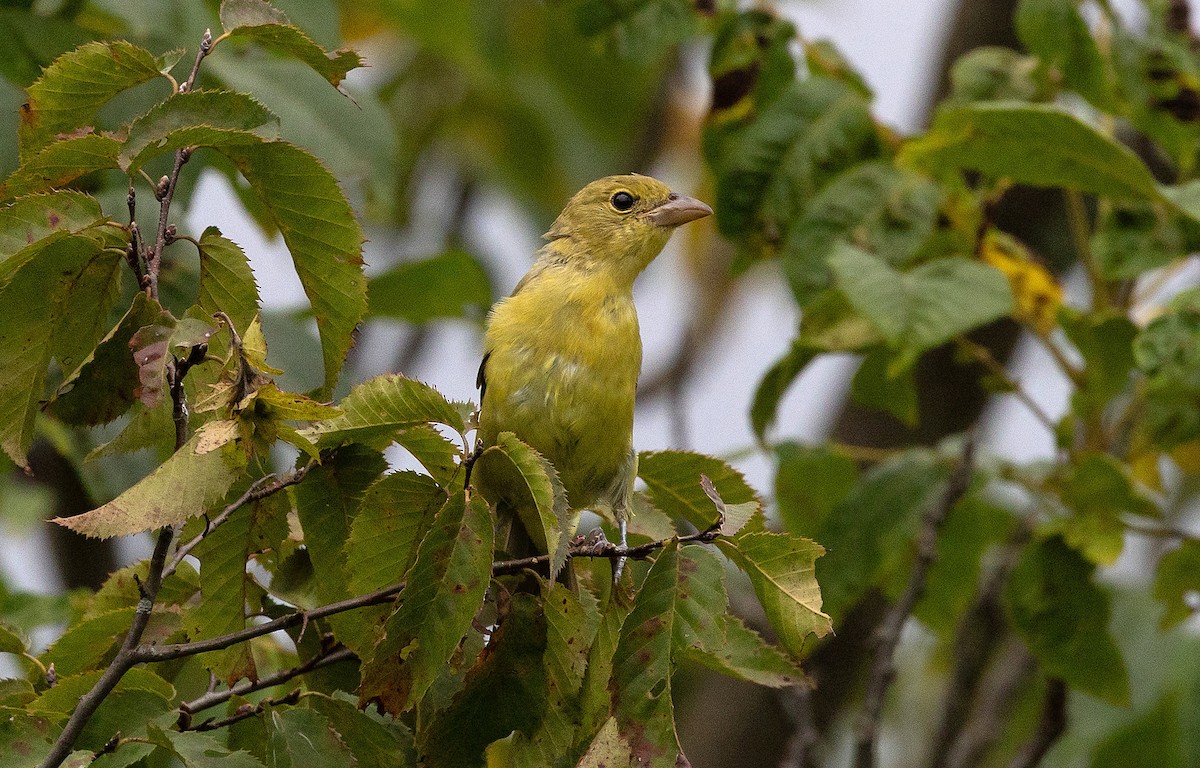 Scarlet Tanager - ML622756974