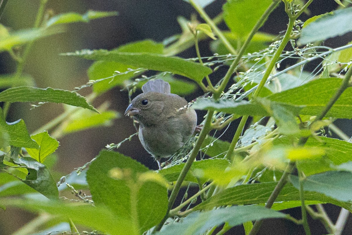 Black-faced Grassquit - ML622756983