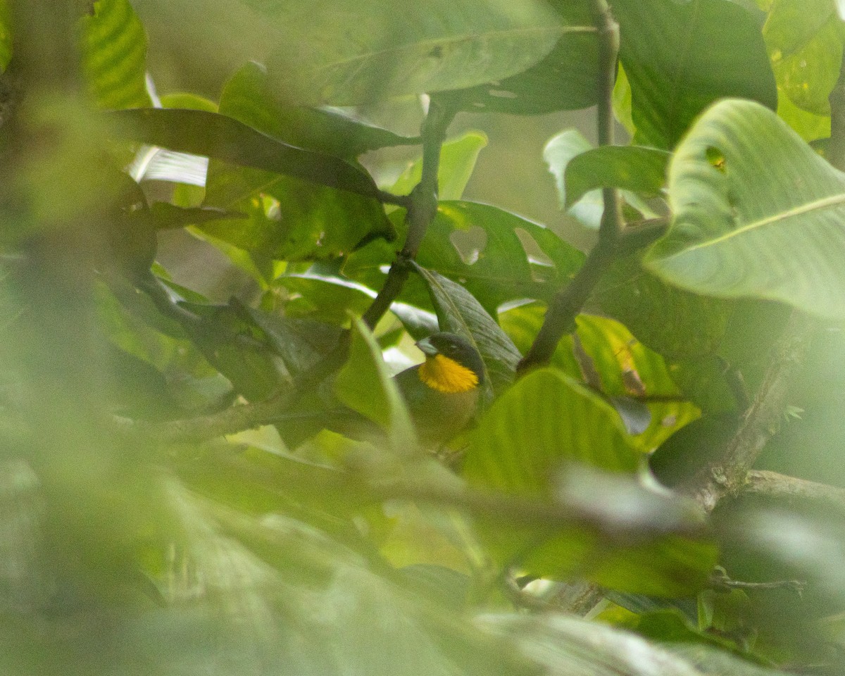 Yellow-throated Tanager - Daisy Utitiaj Nunink