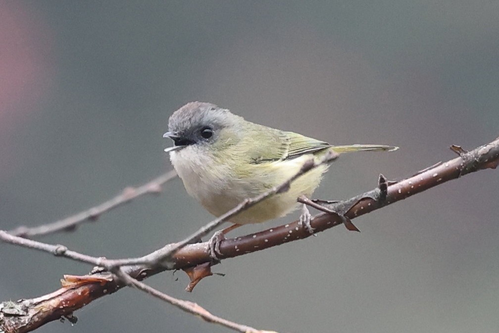 Green Shrike-Babbler - ML622757012