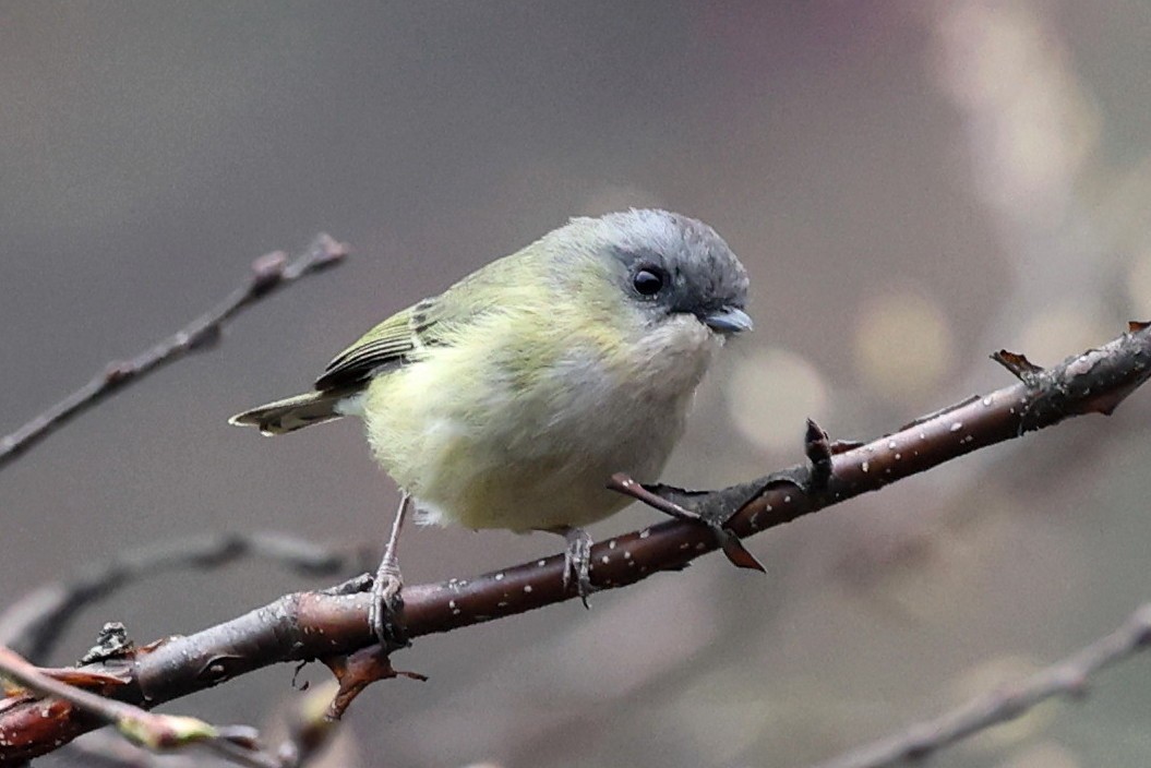 Green Shrike-Babbler - ML622757014