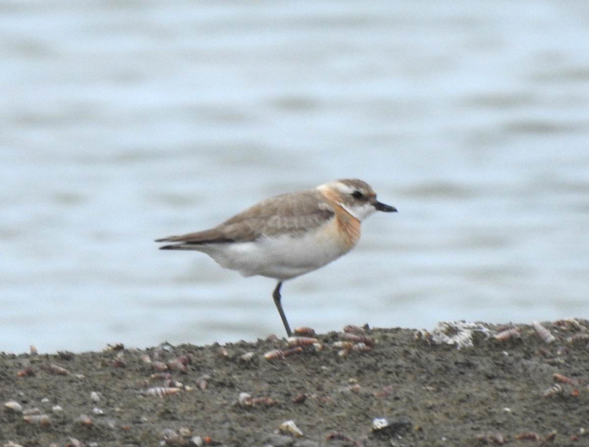 Tibetan Sand-Plover - ML622757015