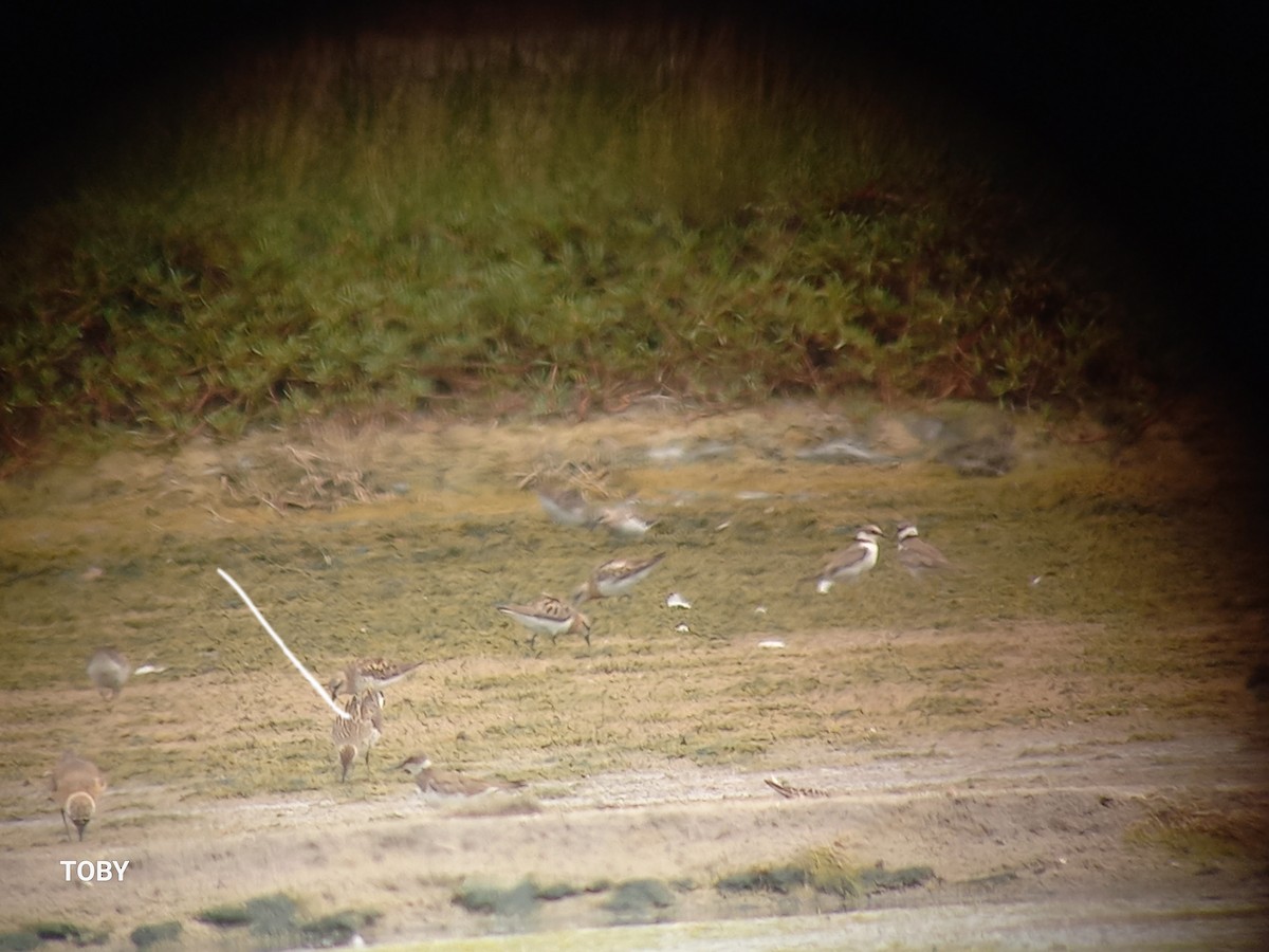 Sharp-tailed Sandpiper - ML622757032