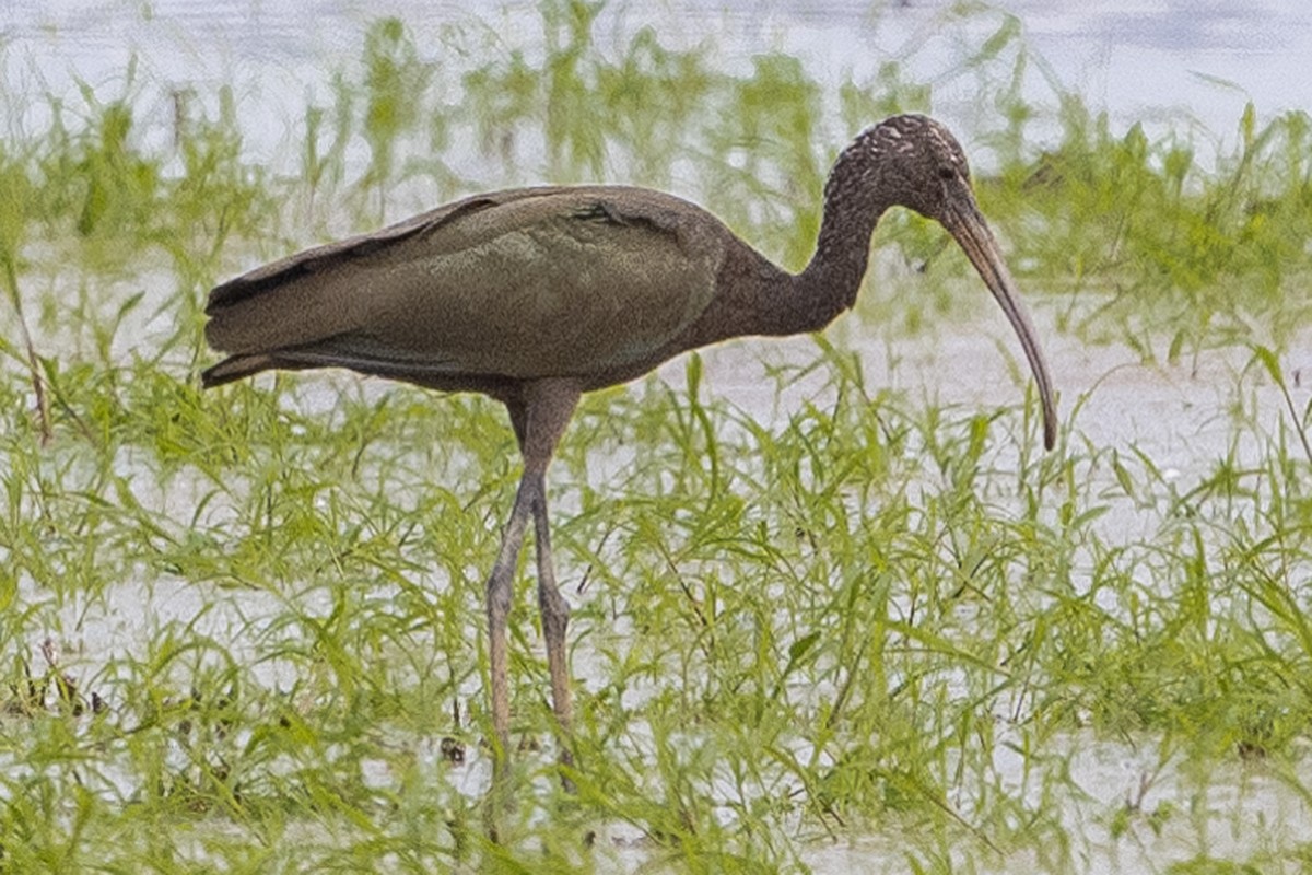 White-faced Ibis - ML622757093