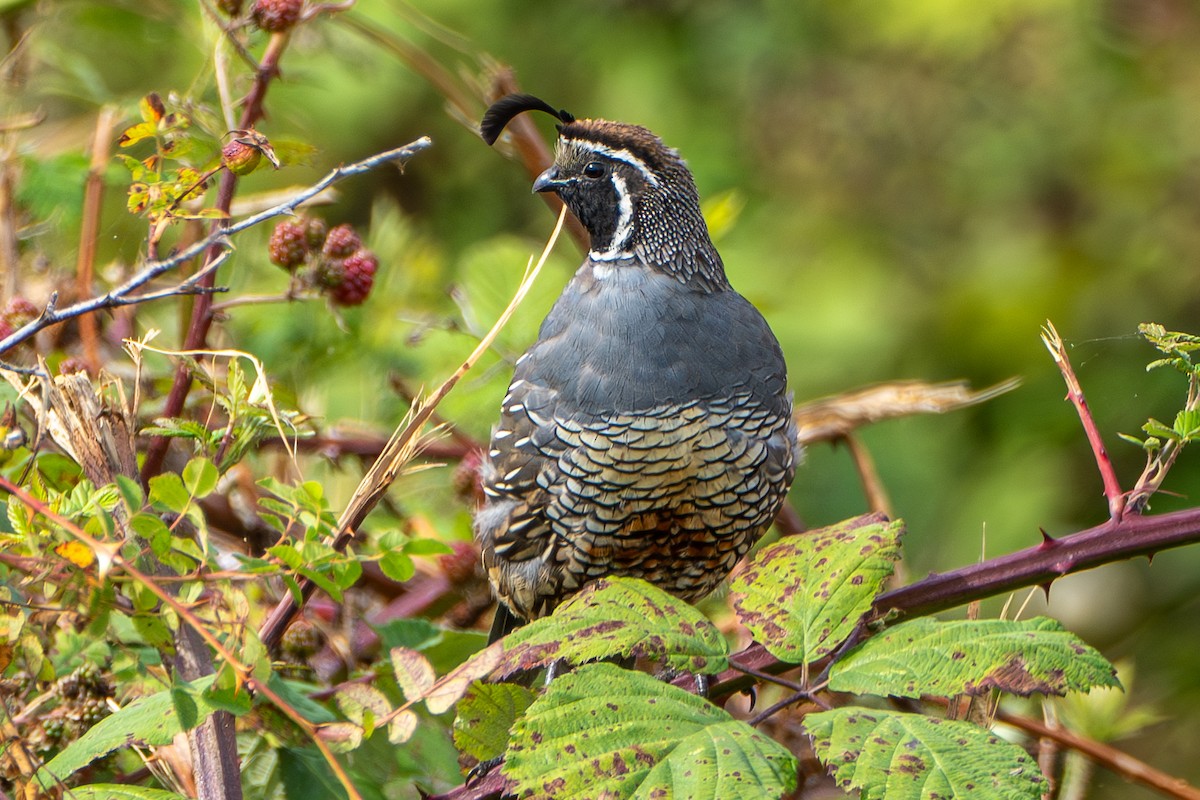 California Quail - ML622757142