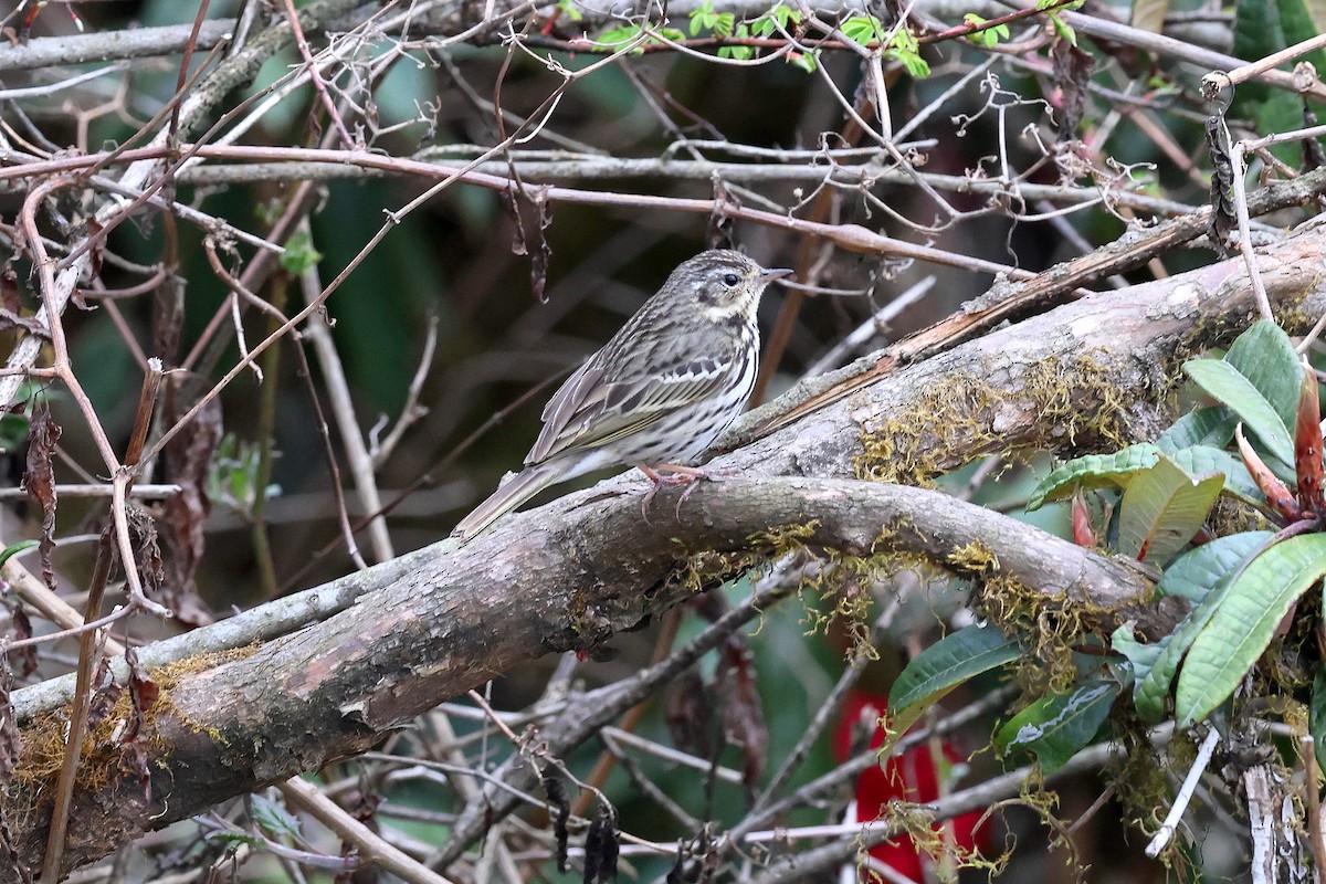 Olive-backed Pipit - ML622757150