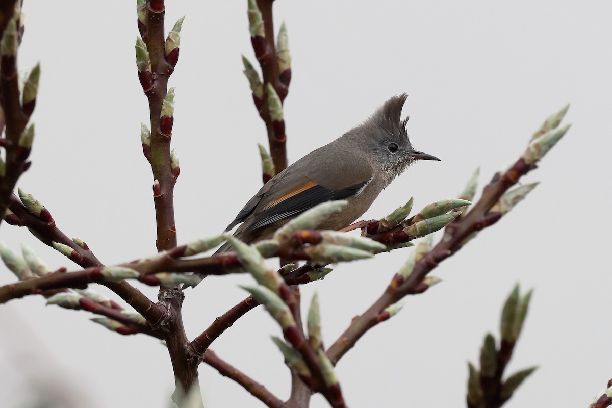 Stripe-throated Yuhina - ML622757151