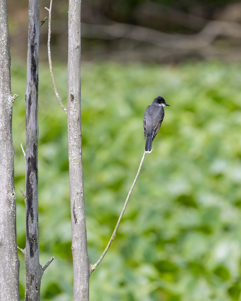 Eastern Kingbird - ML622757228