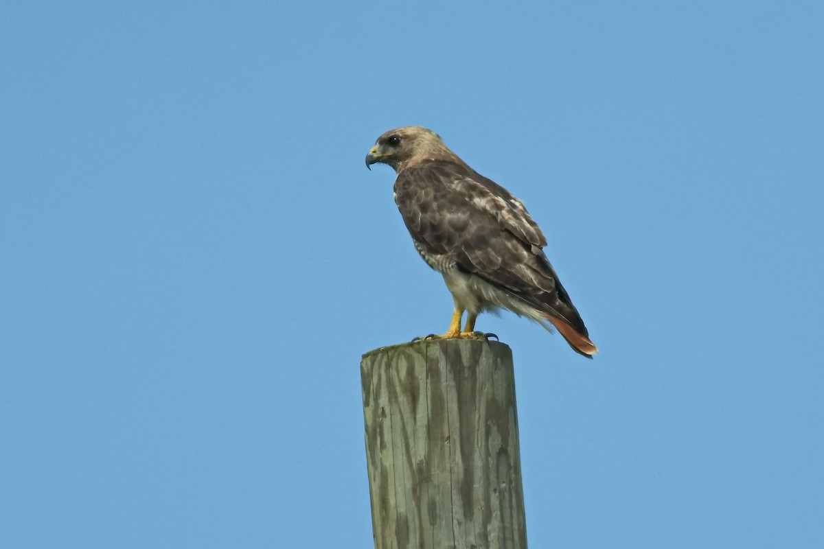 Red-tailed Hawk - Greg Miller