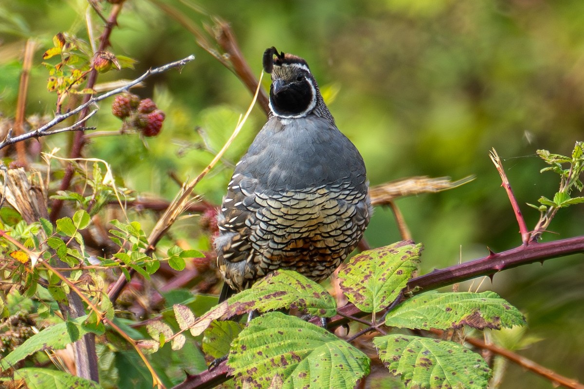 California Quail - ML622757277