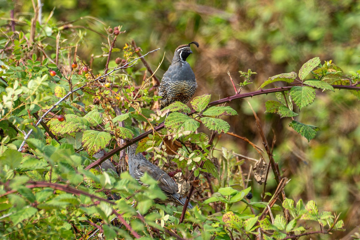 California Quail - ML622757442