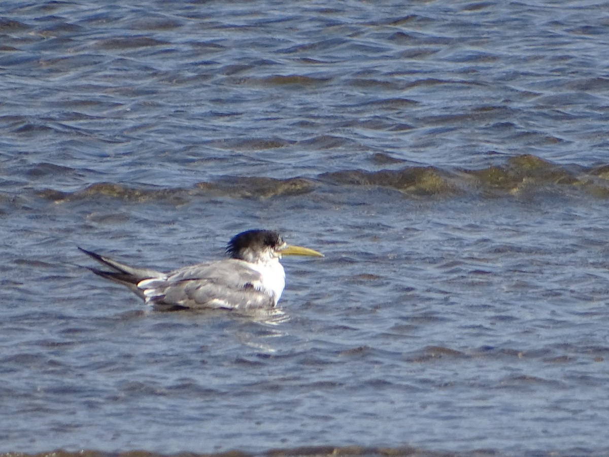 Great Crested Tern - ML622757504