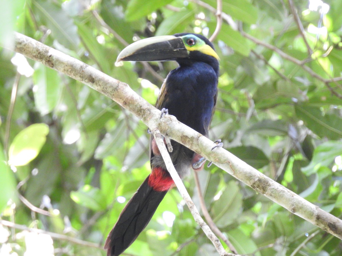 Yellow-eared Toucanet - ML622757533