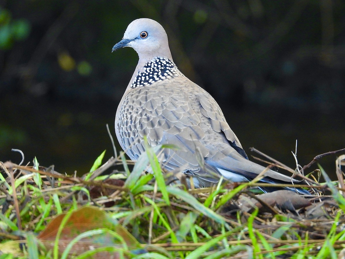 Spotted Dove - ML622757540