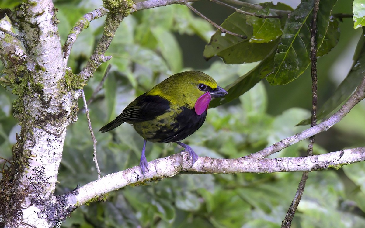 Wattled Ploughbill - ML622757580