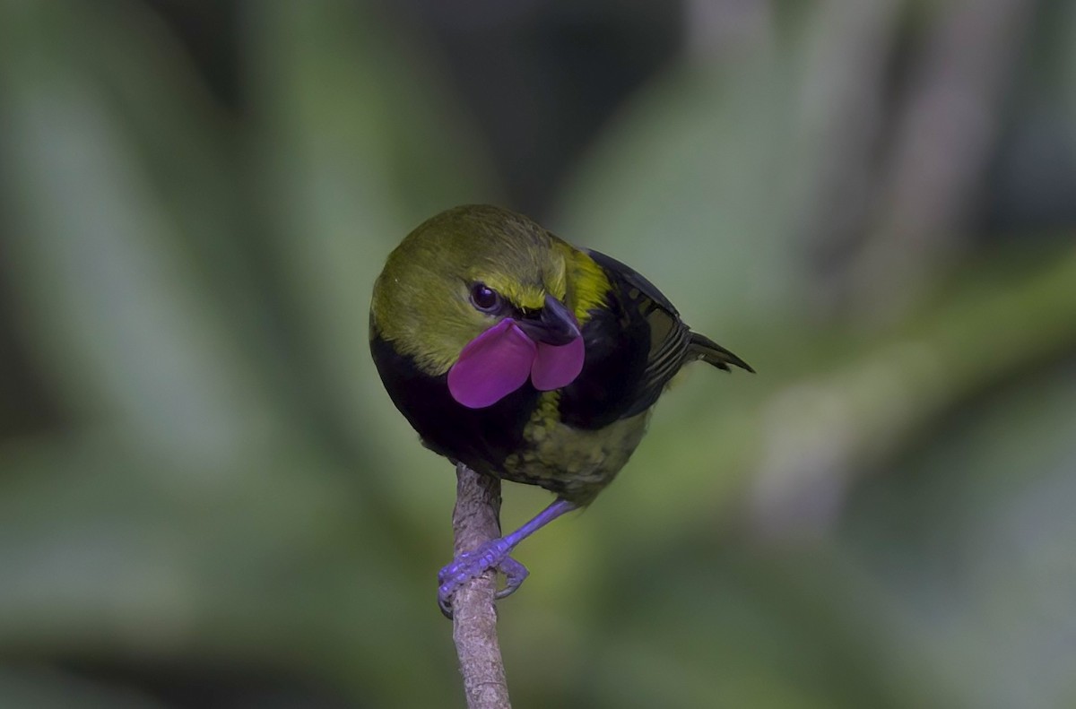 Wattled Ploughbill - ML622757581