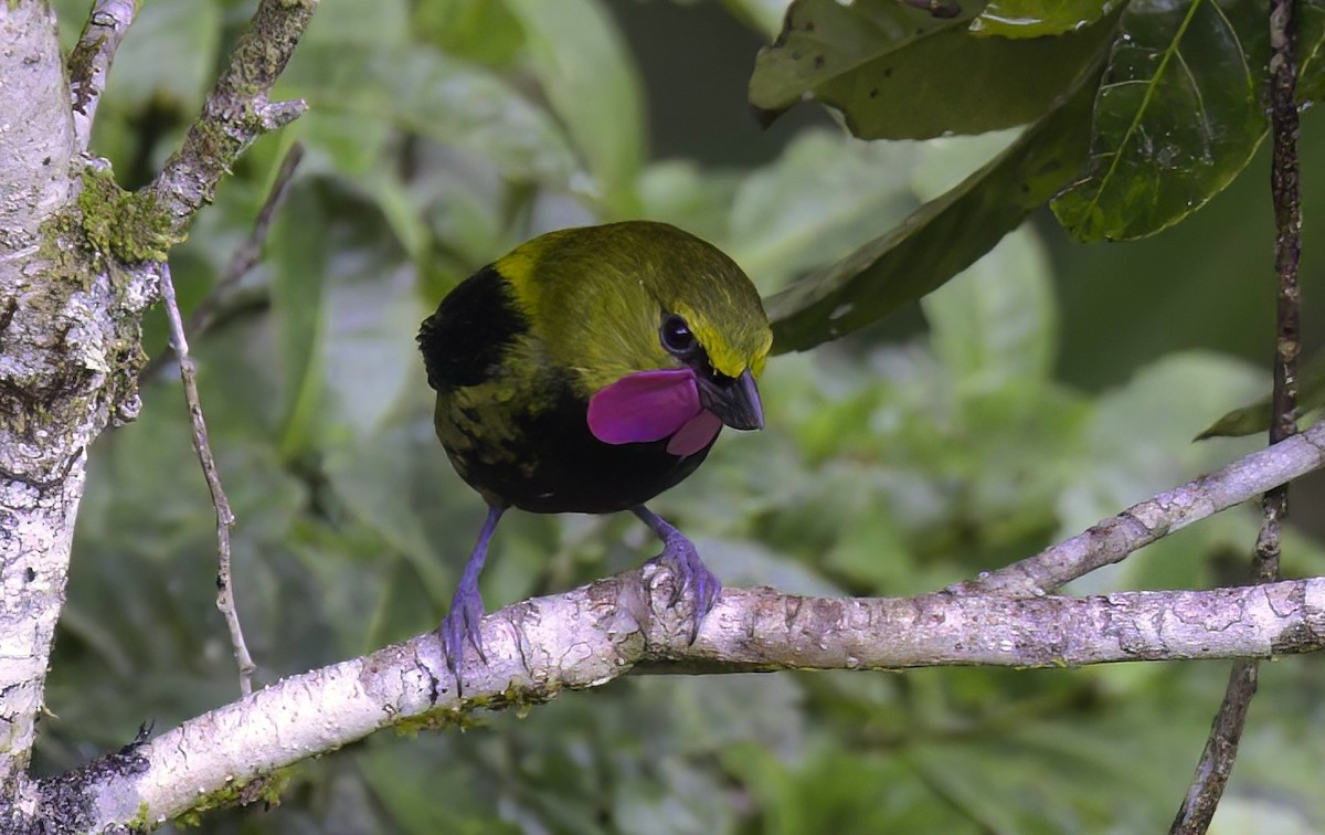 Wattled Ploughbill - ML622757583