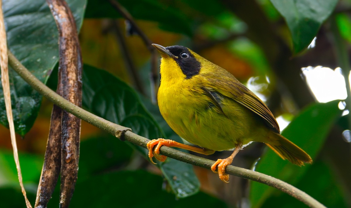 Olive-crowned Yellowthroat - ML622757596