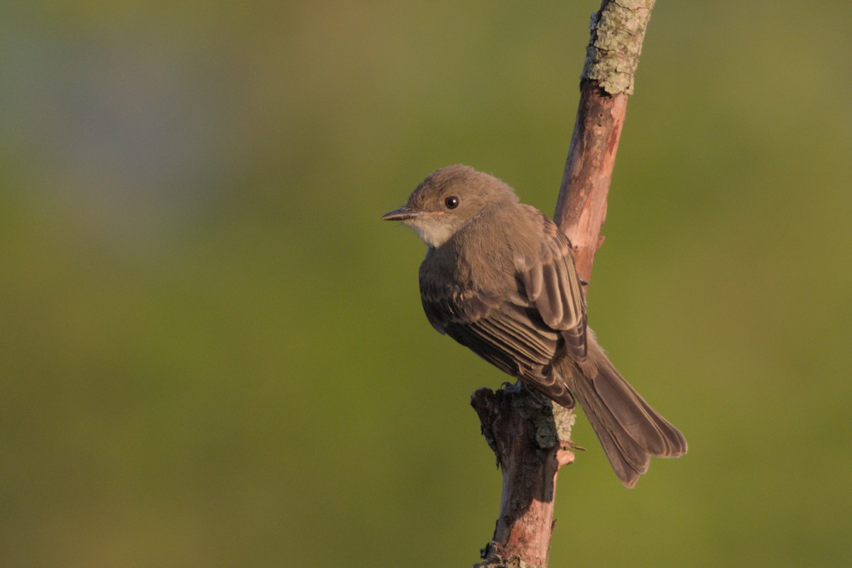 Eastern Phoebe - ML622757606