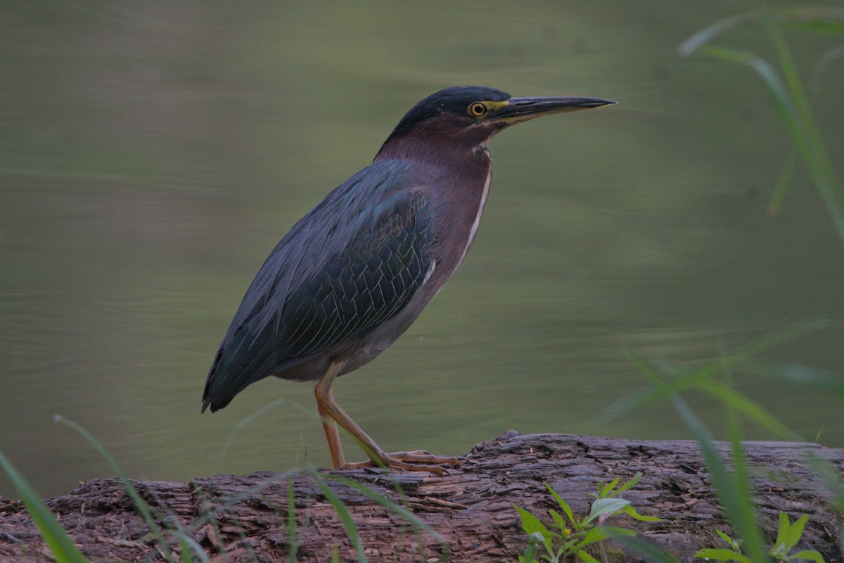 Green Heron - ML622757613