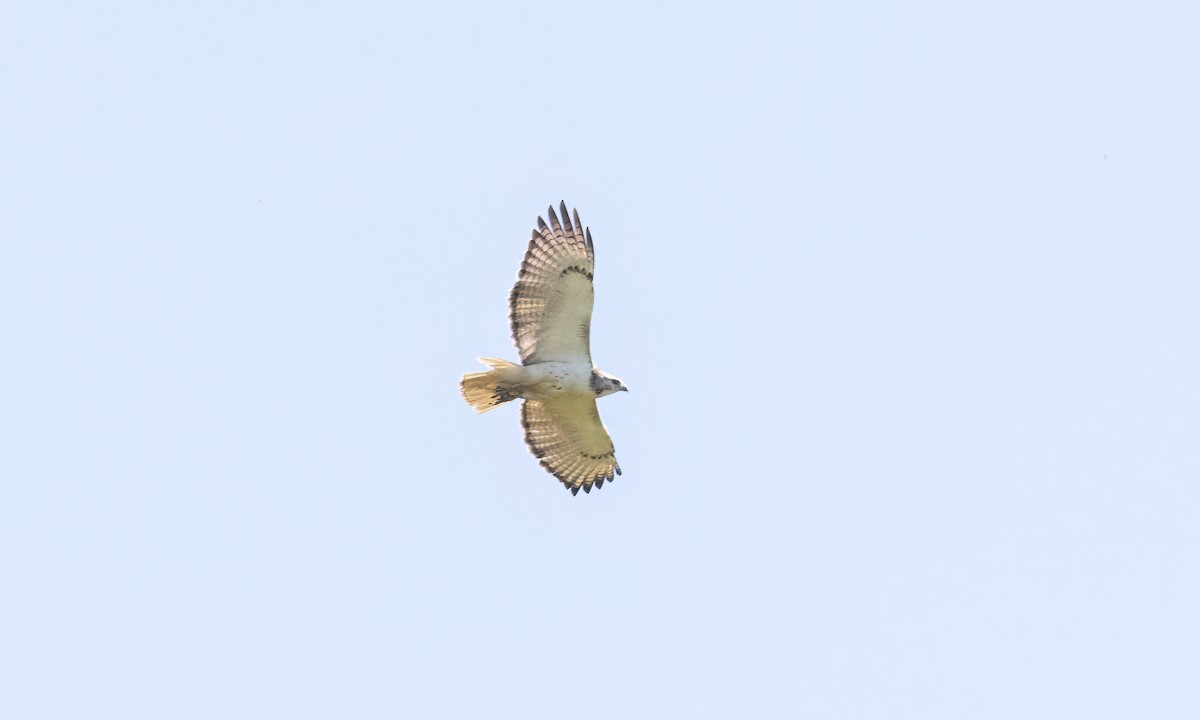 Red-tailed Hawk (Krider's) - ML622757614