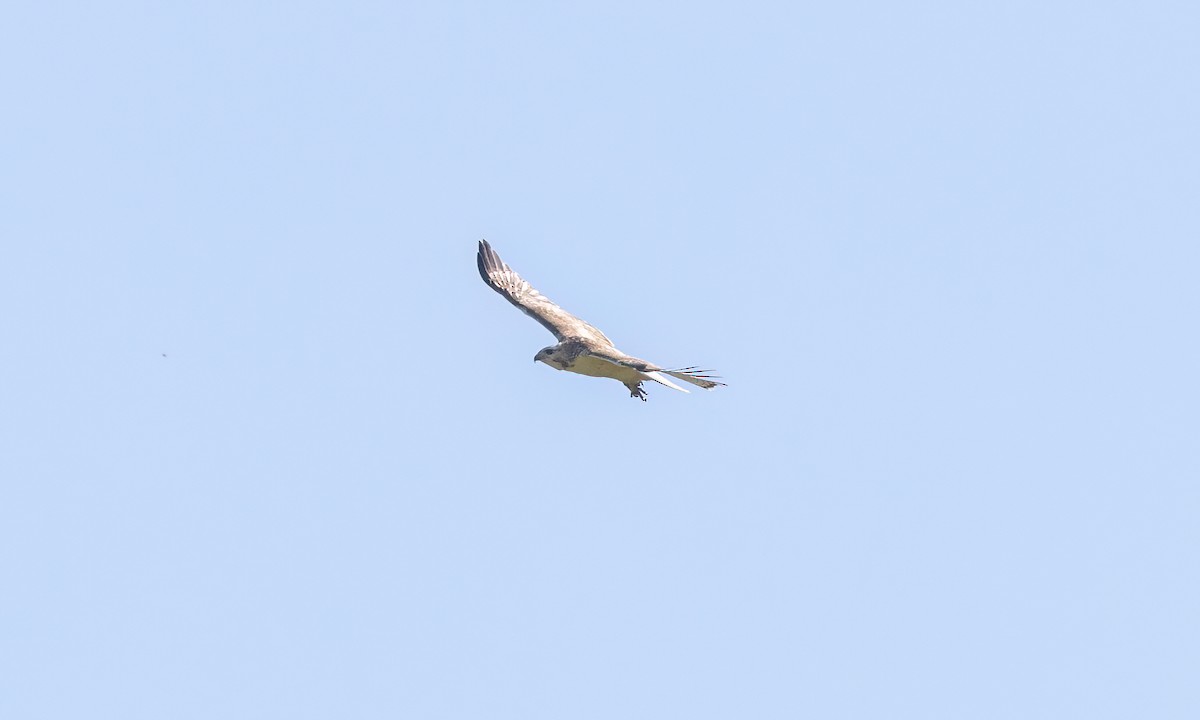 Red-tailed Hawk (Krider's) - ML622757615