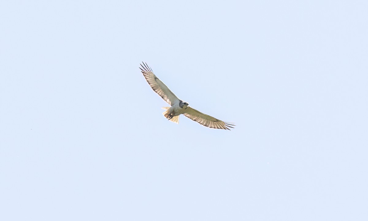 Red-tailed Hawk (Krider's) - ML622757617