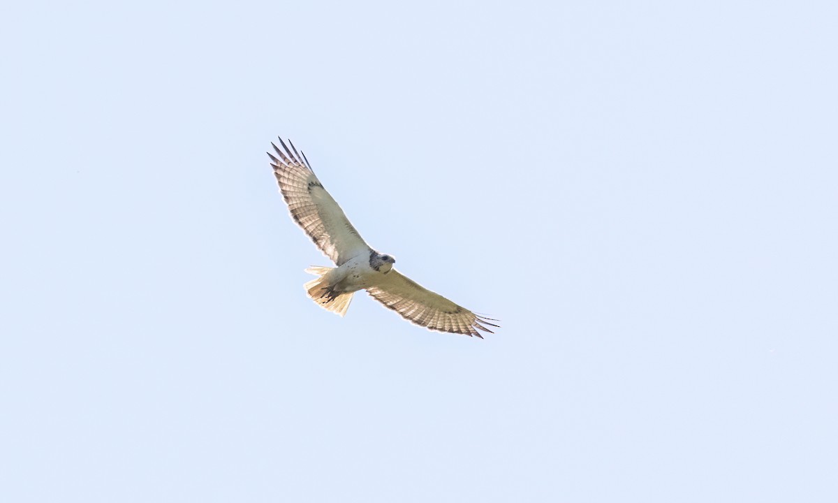 Red-tailed Hawk (Krider's) - ML622757618