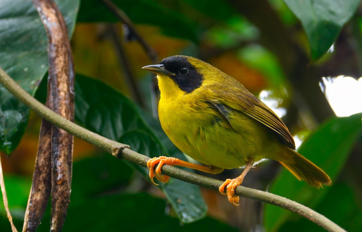 Olive-crowned Yellowthroat - ML622757652