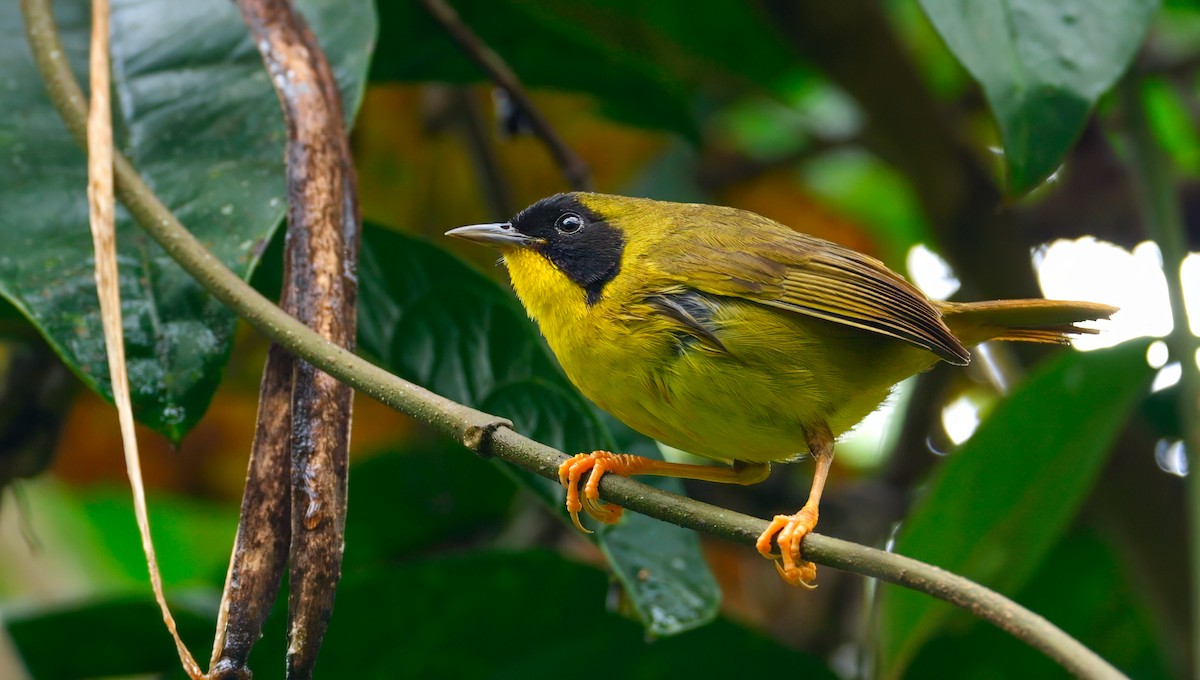 Olive-crowned Yellowthroat - ML622757722