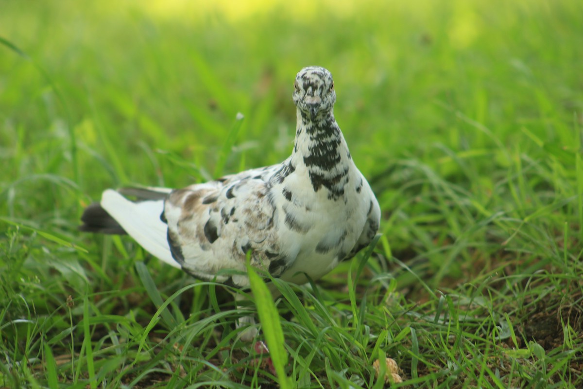 Rock Pigeon (Feral Pigeon) - ML622757728